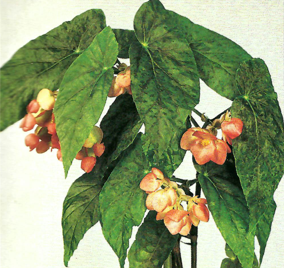 B. ‘Helen Nicholson’